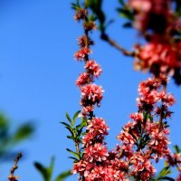 Весна :: Vlad Сергиевич