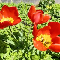 Тюльпаны в День Победы :: Мария Васильева Тюльпаны в День Победы :: Мария Васильева