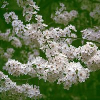 Цветение :: Владимир Кроливец