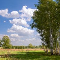 Березы :: **** vedin