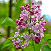 Накануне Дня Победы расцвела сирень :: Светлана 