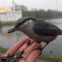 Поползень :: Сапсан 