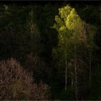 Вечерний свет :: **** vedin