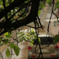 Яблоня :: Oleg4618 Шутченко Яблоня :: Oleg4618 Шутченко