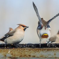 Свиристели. :: Виктор Иванович Чернюк