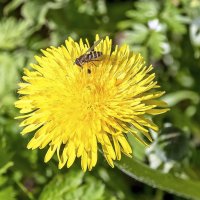 Журчалка :: Валерий Иванович Журчалка :: Валерий Иванович