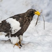 Орлан :: SanSan 