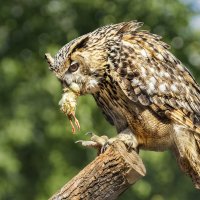 Филин :: SanSan 