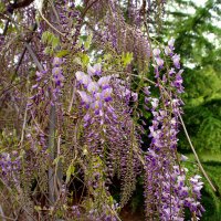 Май 2025 :: Анна Пугач