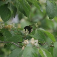 Работа Шмеля. :: Вячеслав. Синицын