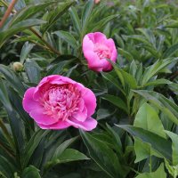 Городские цветы... :: Ольга 