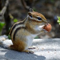 Не по зубам... :: Татьяна Лютаева