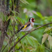 Щегол. :: Sergey (Apg)