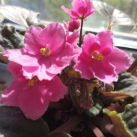 Фиалка :: Елена Семигина Фиалка :: Елена Семигина