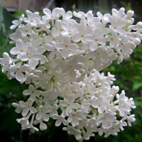 Ах,эта белая сирень... :: Елена Семигина