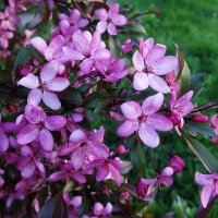 Цветет Яблоня декоративная :: Рита Симонова