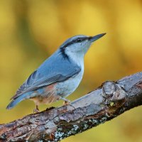 однажды вечером ... :: Andrey Bragin 