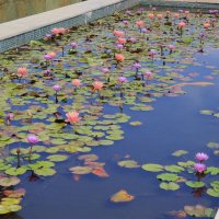 " :: Светлана Хращевская " :: Светлана Хращевская