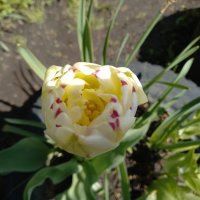 Тюльпанчик :: BoxerMak Mak