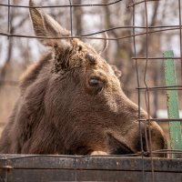Удивление :: Сергей Флетчер