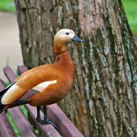 Жительница Аптекарского огорода :: Светлана 