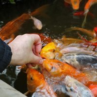 ...и рыбок тоже кормим :: Светлана 