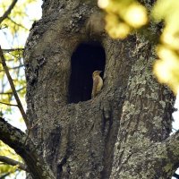Вертишейка. :: Алексей . Вертишейка. :: Алексей .