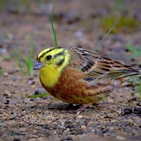 Овсянка обыкновенная :: Николай Соколухин