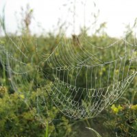 Утро :: Anna Ivanova