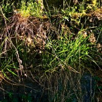 Весенние зарисовки 127 :: Алексей Кузнецов