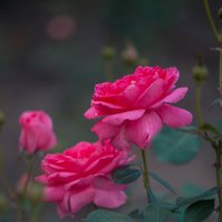 Время роз в Ханчжоу :: Дмитрий 