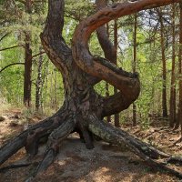 Сосны Борового... :: Александр Ш Сосны Борового... :: Александр Ш