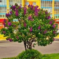 ***** :: Алексей Архипов