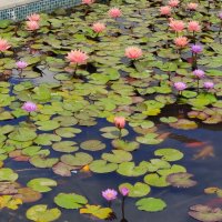 Водяная лилия :: Светлана Хращевская Водяная лилия :: Светлана Хращевская