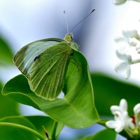 бабочки, снятые 7 мая  7 :: Александр Прокудин