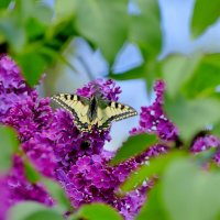 бабочки, снятые 7 мая  10 :: Александр Прокудин