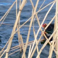 Лысухи :: Сапсан 