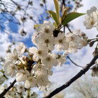 Вишня :: Сапсан Вишня :: Сапсан