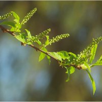Май молодой :: Валентин Котляров