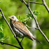 Из жизни дроздов. :: Милешкин Владимир Алексеевич Из жизни дроздов. :: Милешкин Владимир Алексеевич