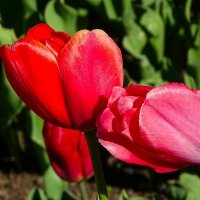 Цветочная любовь :: Милешкин Владимир Алексеевич 