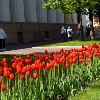 Тюльпаны стройными рядами. :: Татьяна Помогалова