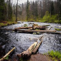 В Линдуловской роще :: Магомед .