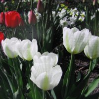 В саду :: Людмила Смородинская