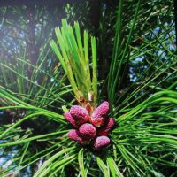 Кедр зацветает :: Людмила Смородинская