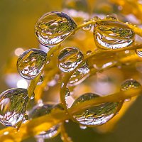 На листике :: Андрей Пристяжнюк