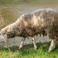 Овечка :: Игорь Сикорский Овечка :: Игорь Сикорский