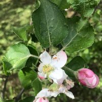 Яблони начинают цвести :: Елена Семигина