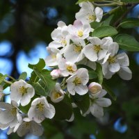 Весна в Ботаническом... :: Наташа ***** Весна в Ботаническом... :: Наташа *****