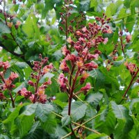 Цветет Каштан красный :: Рита Симонова